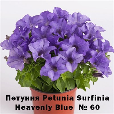 Петуния Petunia Surfinia Heavenly Blue № 60 горшок 2325 - фото 5247