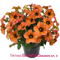 Петхоа BeautiCal Cinnamon № 2 (горшок) 2267