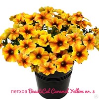 Петхоа BeautiCal Caramel Yellow № 3 2268