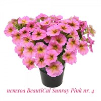 Петхоа BeautiCal Sunray Pink № 4 (горшок) 2269