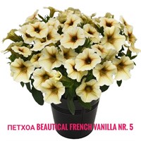 Петхоа BeautiCal French Vanilla № 5 (горшок) 2270