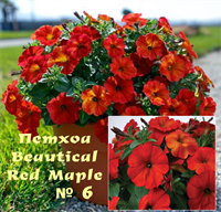 Петхоа Beautical Red Maple № 6 (горшок) 2274