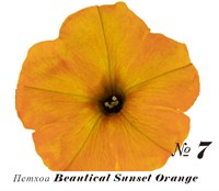 Петхоа Beautical Sunset Orange № 7 (горшок) 2275