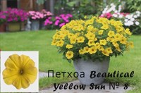 Петхоа Beautical Yellow Sun № 8 (горшок) 2276