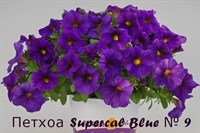 Петхоа Supercal Blue № 9 (горшок) 2277