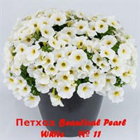 Петхоа Beautical Pearl White № 11 (горшок) 2279