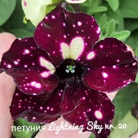 Петуния LightningSky № 20 полуампельная горшок 2322