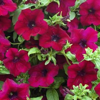 Петуния Petunia Surfinia Burgundy № 46 горшок 2323