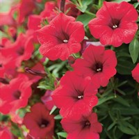 Петуния Petunia Surfinia Deep Red № 47 горшок 2324