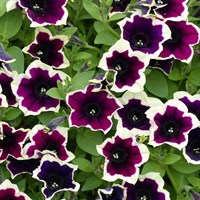 Петуния Petunia Cascadias Rim Magenta № 61 горшок 2326