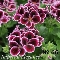 Пеларгония крупноцветковая Elegance Imperial (№ 66 ) (горшок) 2345