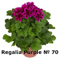 Пеларгония крупноцветковая Regalia Purple (№ 70)  (горшок) 2346