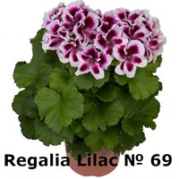 Пеларгония крупноцветковая Regalia Lilac (№ 69)  (горшок) 2347