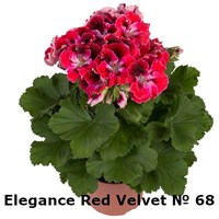 Пеларгония крупноцветковая Elegance Red Velvet (№ 68)  (горшок) 2348