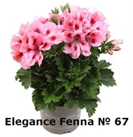 Пеларгония крупноцветковая Elegance Fenna (№ 67 )  (горшок) 2349